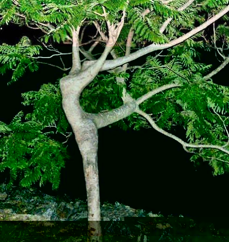 dancing-tree.jpg